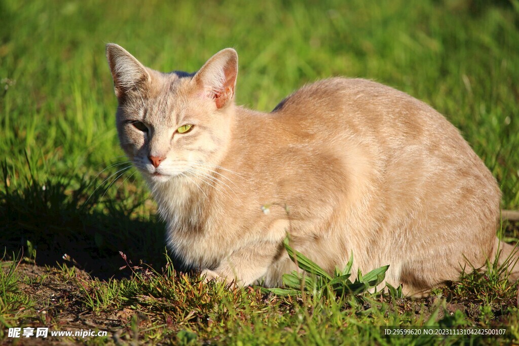 橘猫 