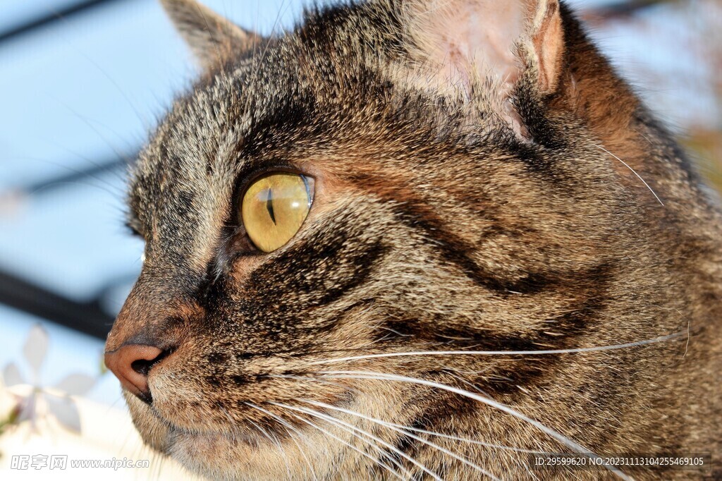 狸花猫