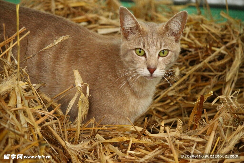 橘猫  