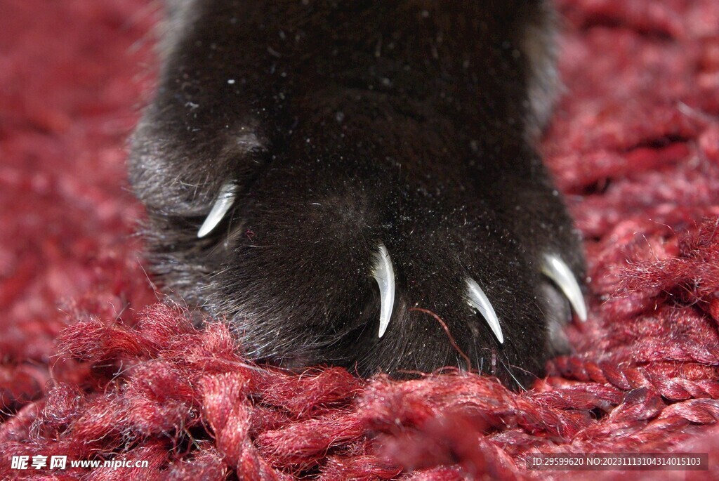 猫爪