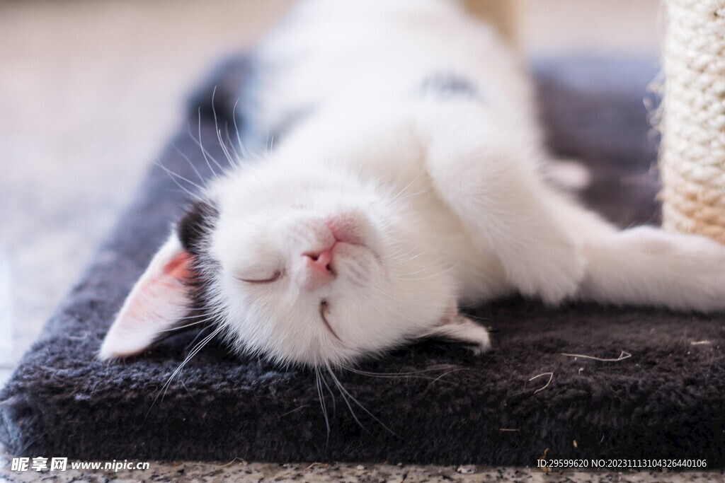 小猫