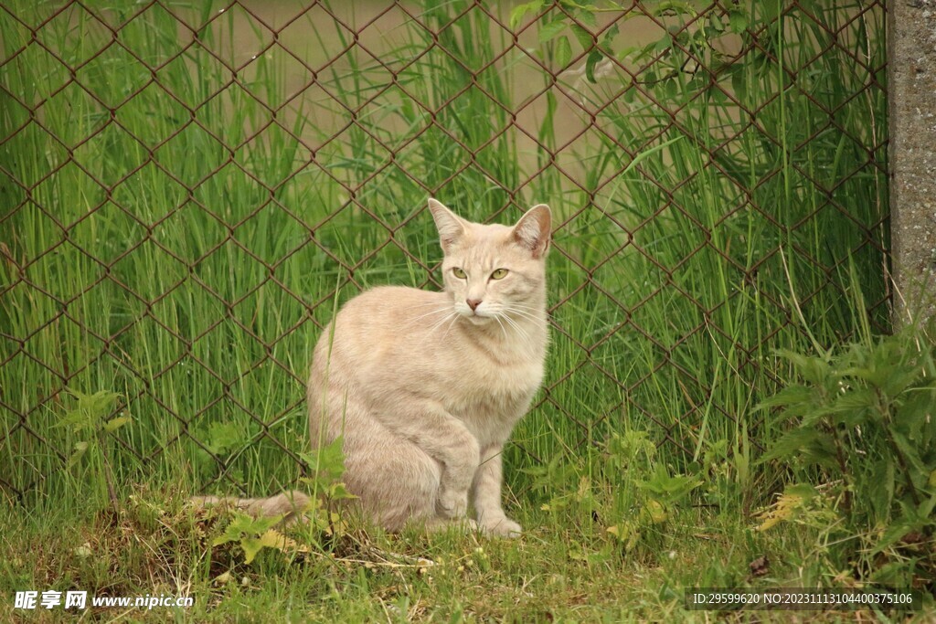 狸花猫 