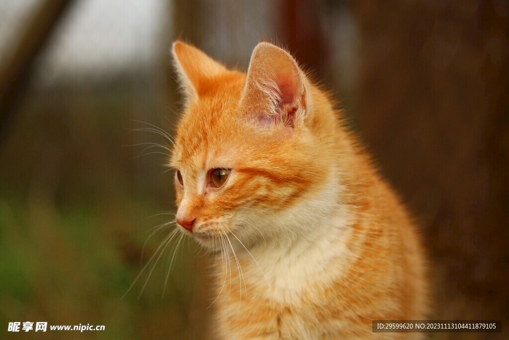 橘猫