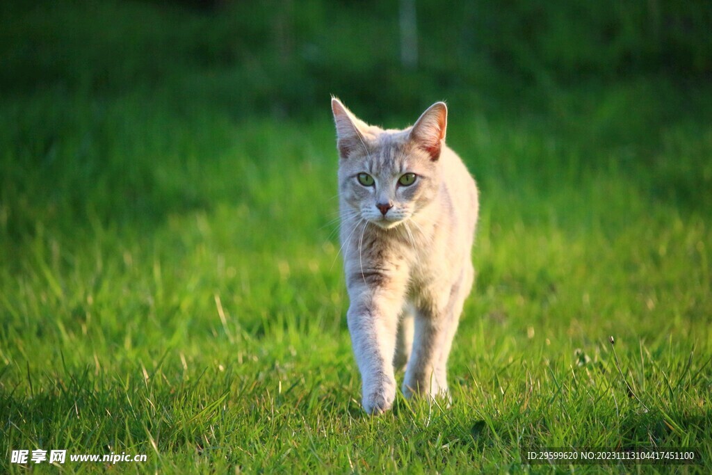 狸花猫 