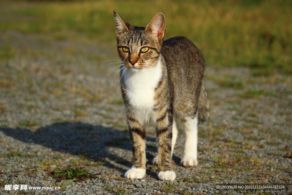 狸花猫 