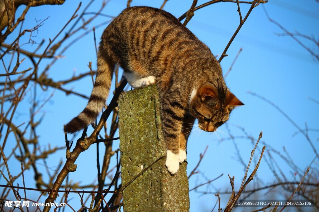 狸花猫