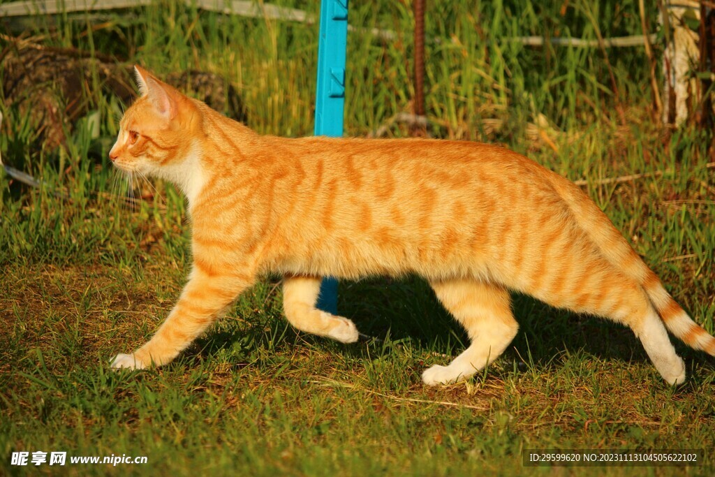 橘猫