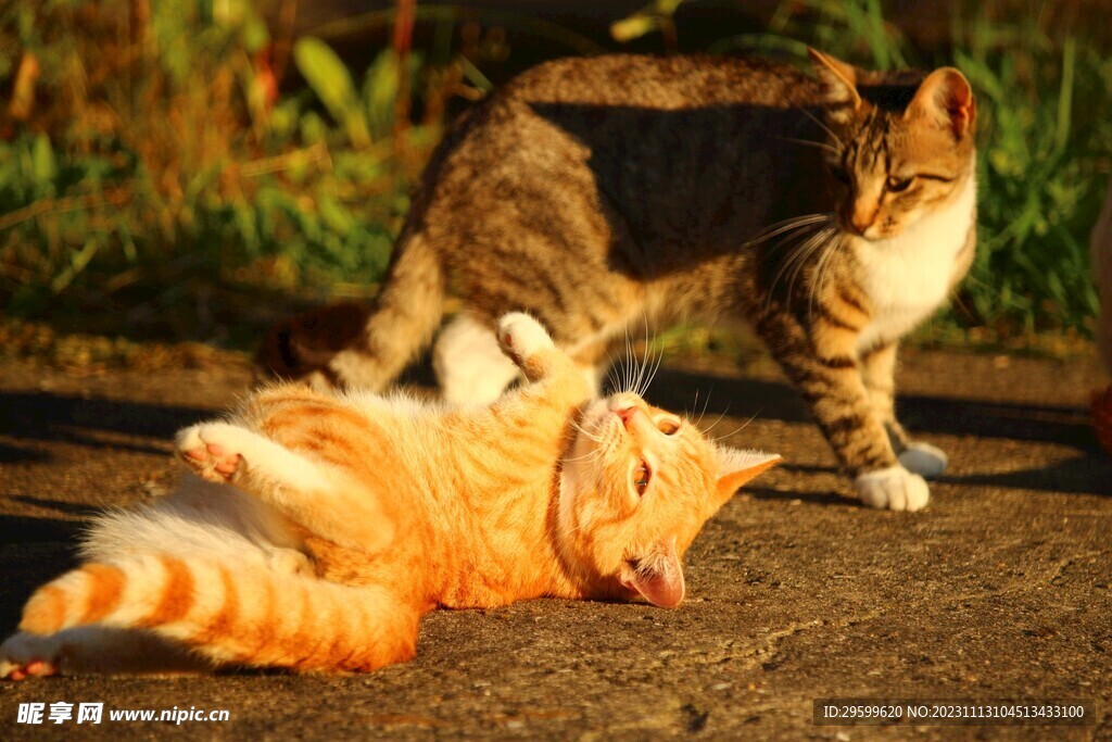 橘猫