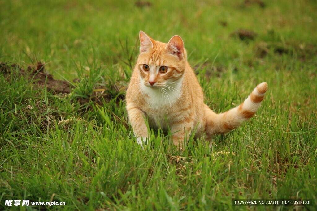 橘猫