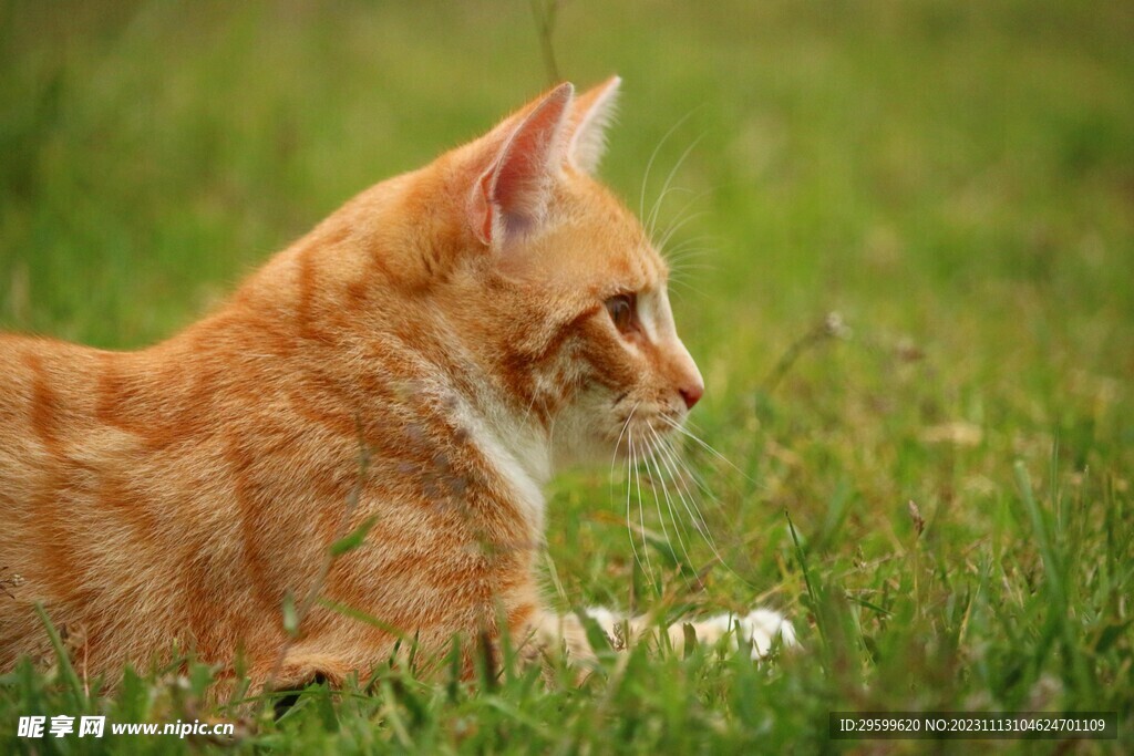 橘猫