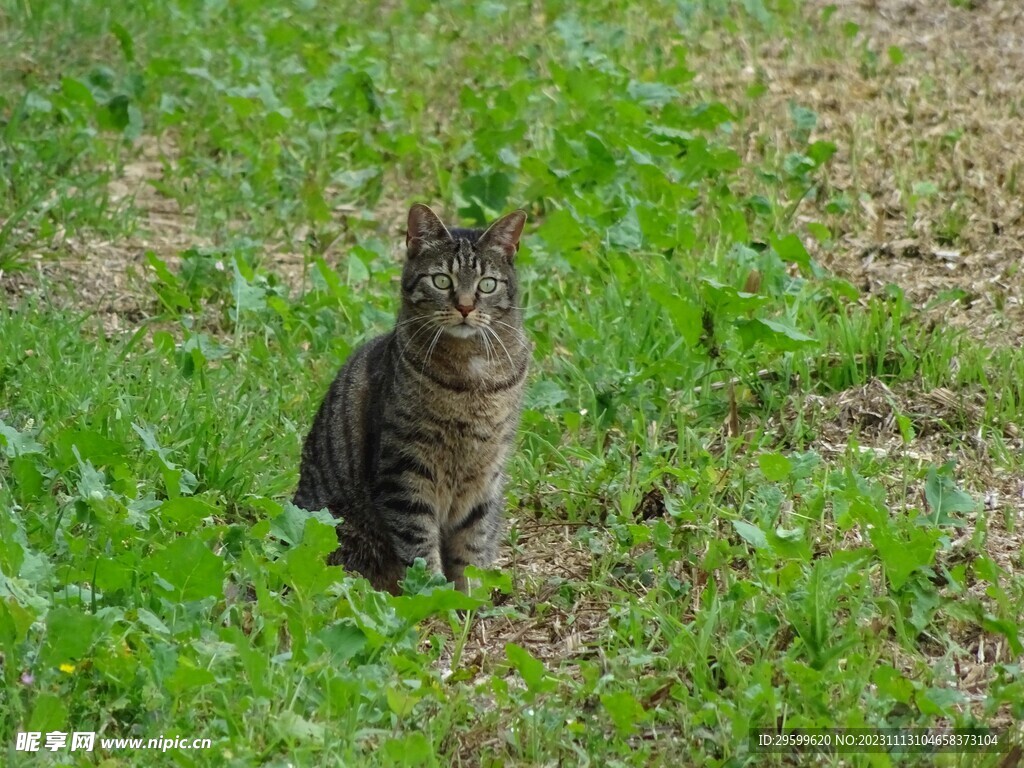 狸花猫