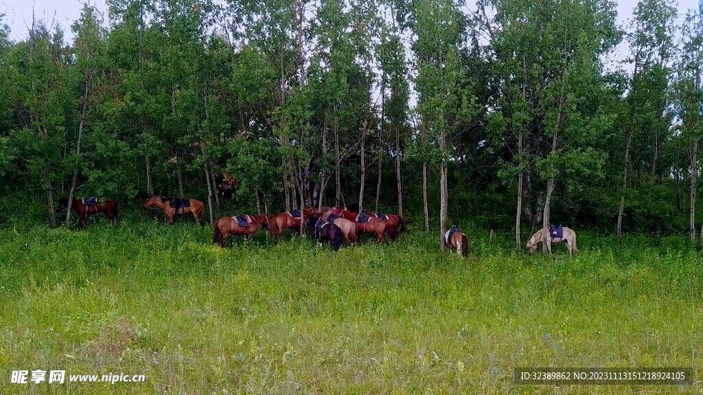 林中的马群