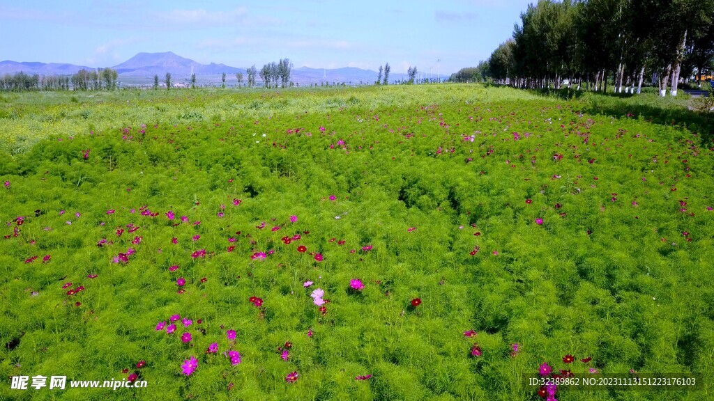 大片的花海