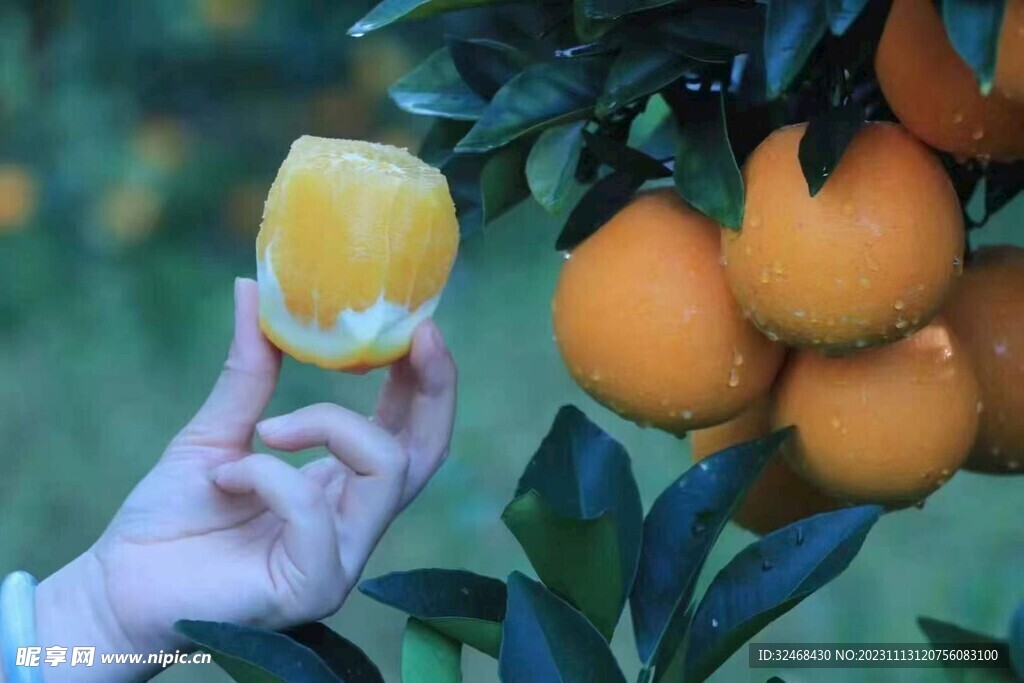 脐橙