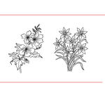 线条 花卉 