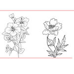 线条 花卉
