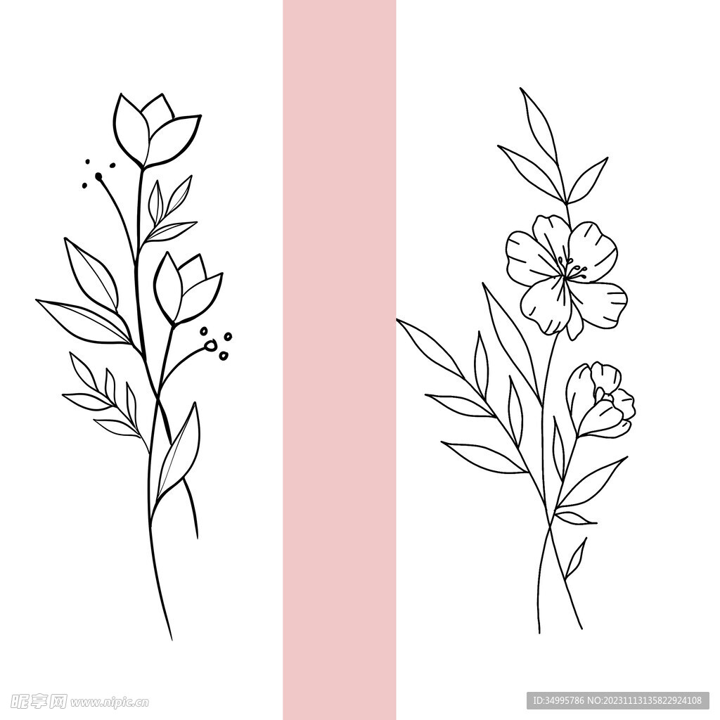 线条 花卉 