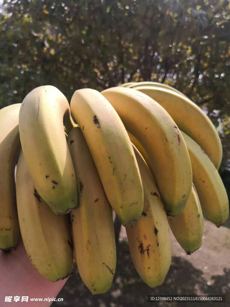 香蕉