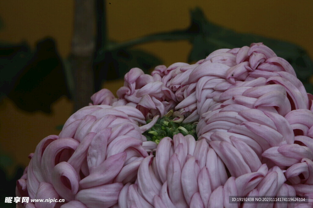 菊花 