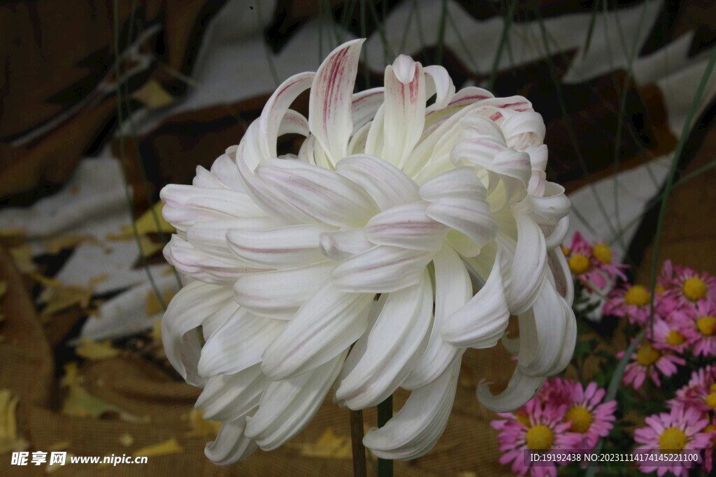 菊花