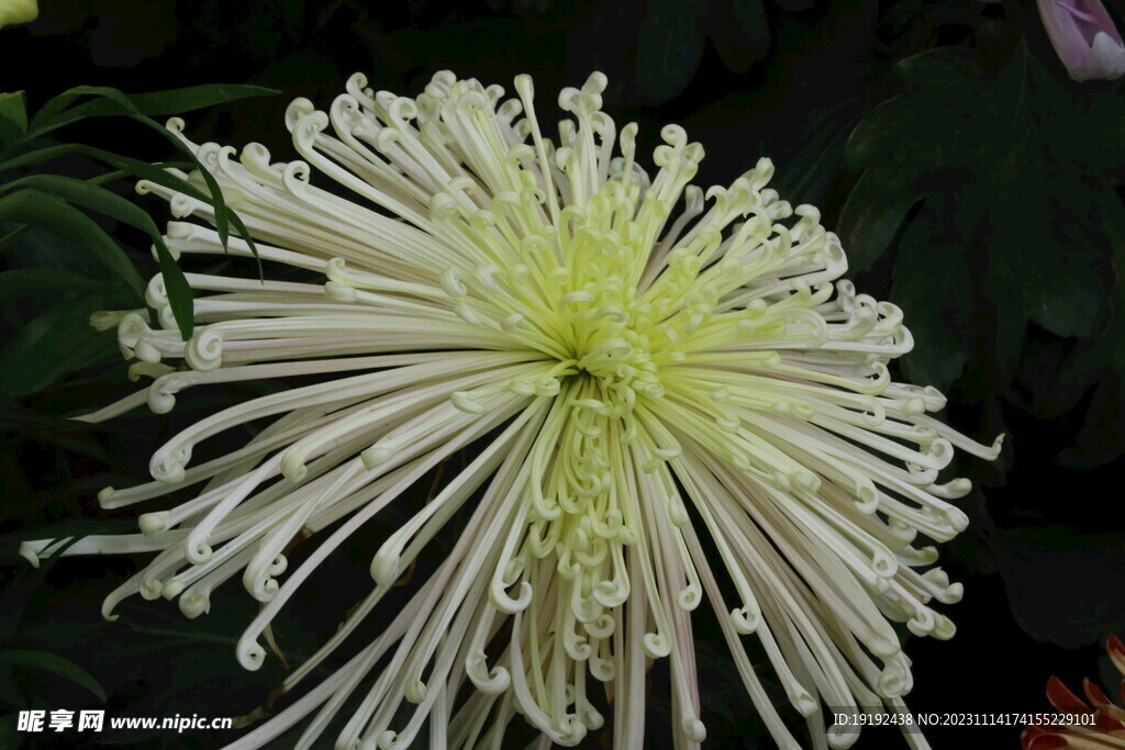 菊花