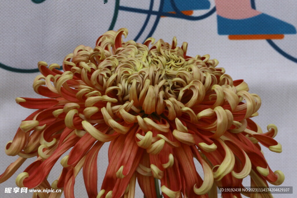 菊花 