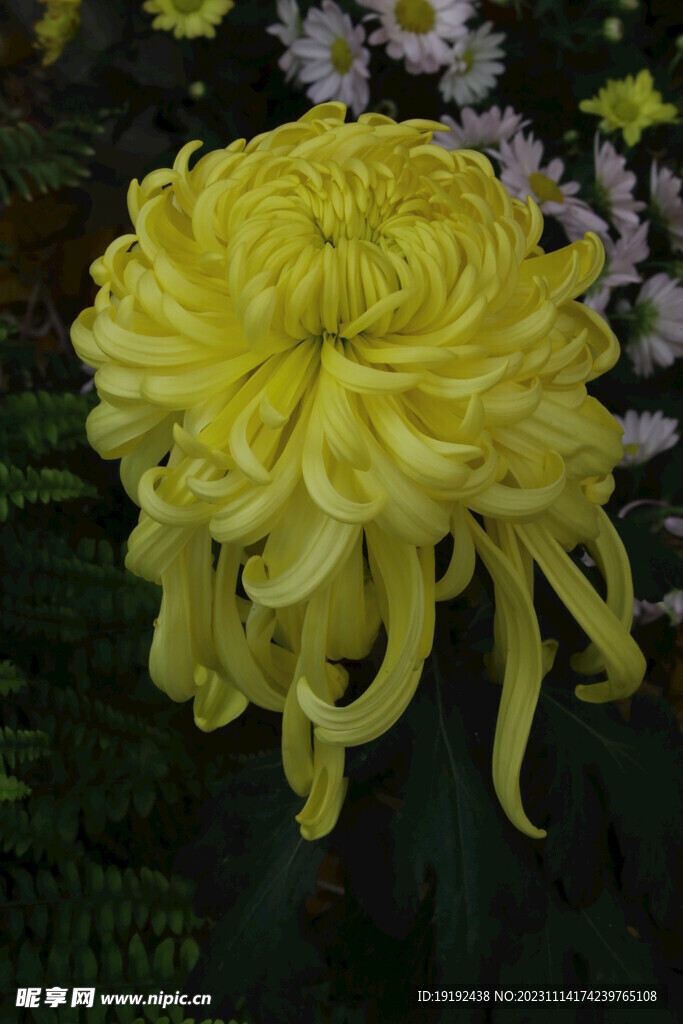 菊花  
