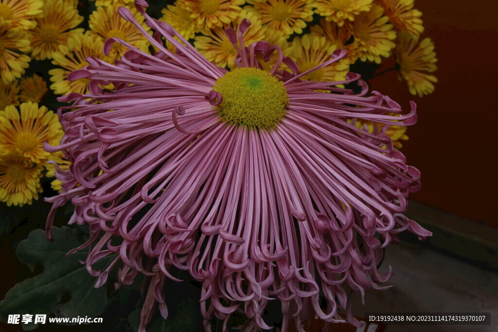 菊花