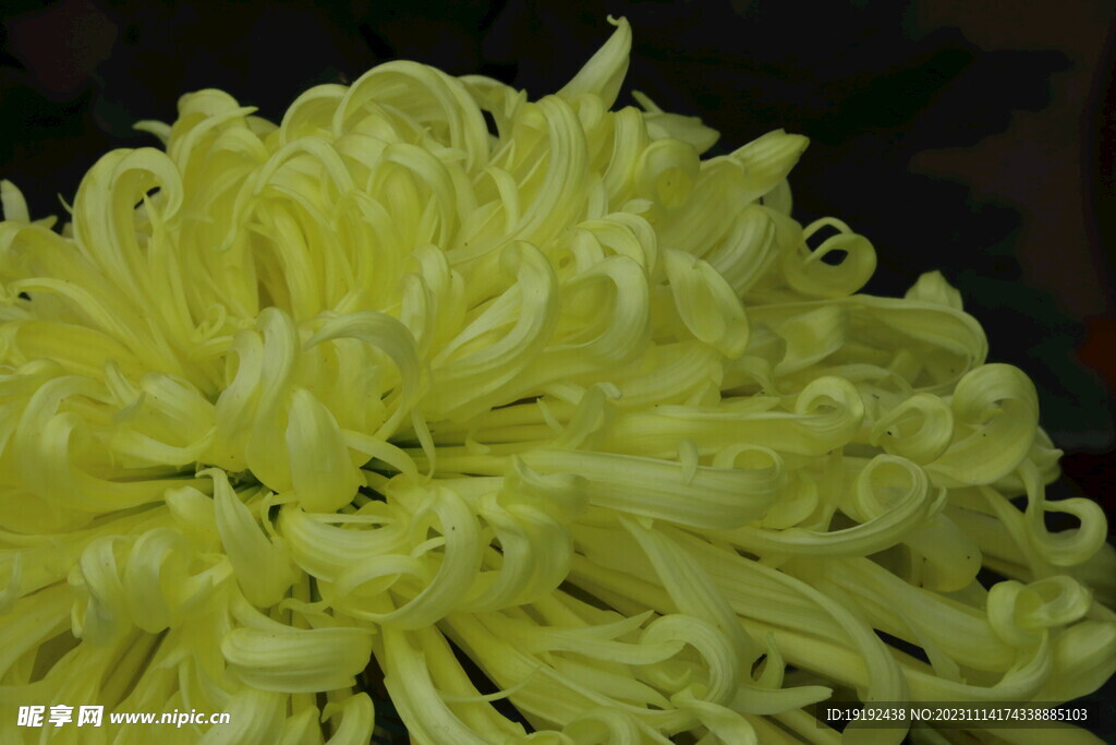 菊花