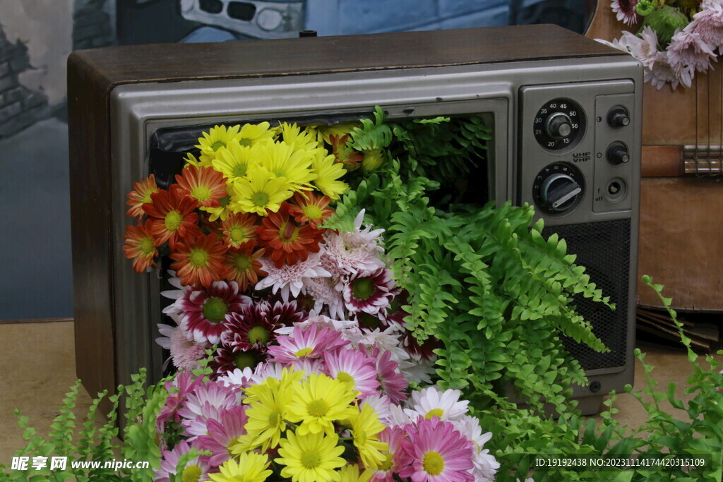 菊花 