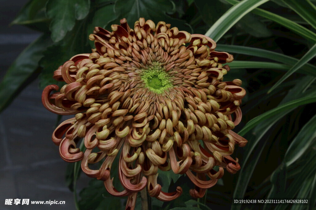 菊花 