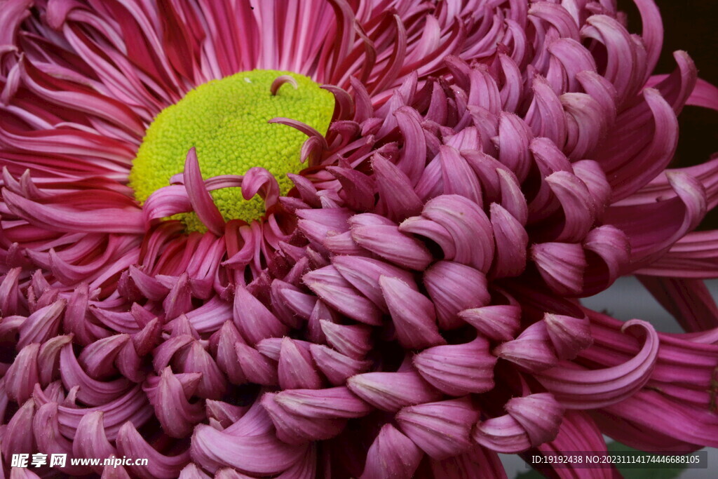 菊花