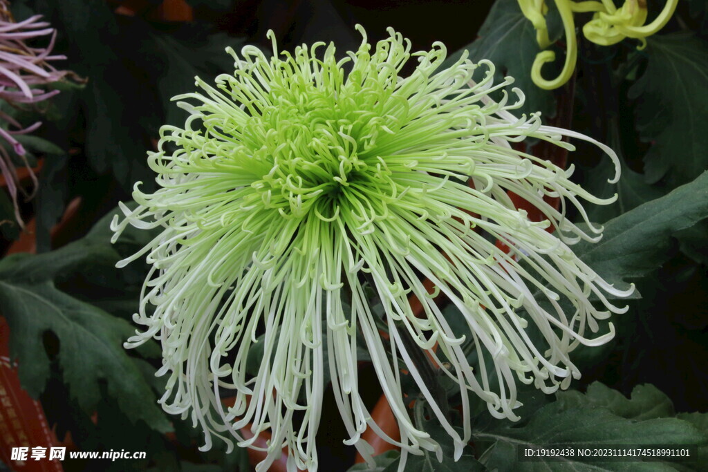 菊花