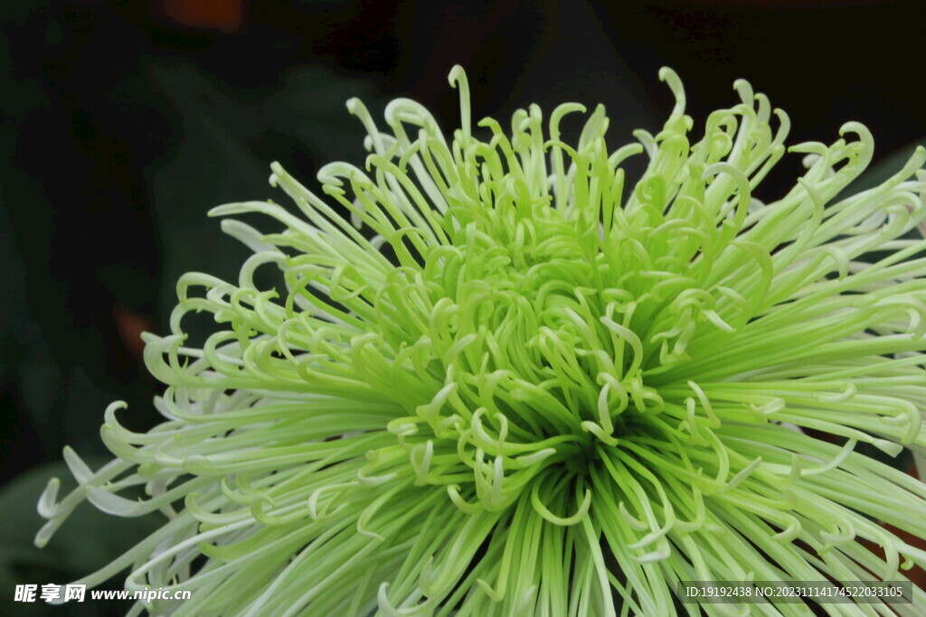 菊花