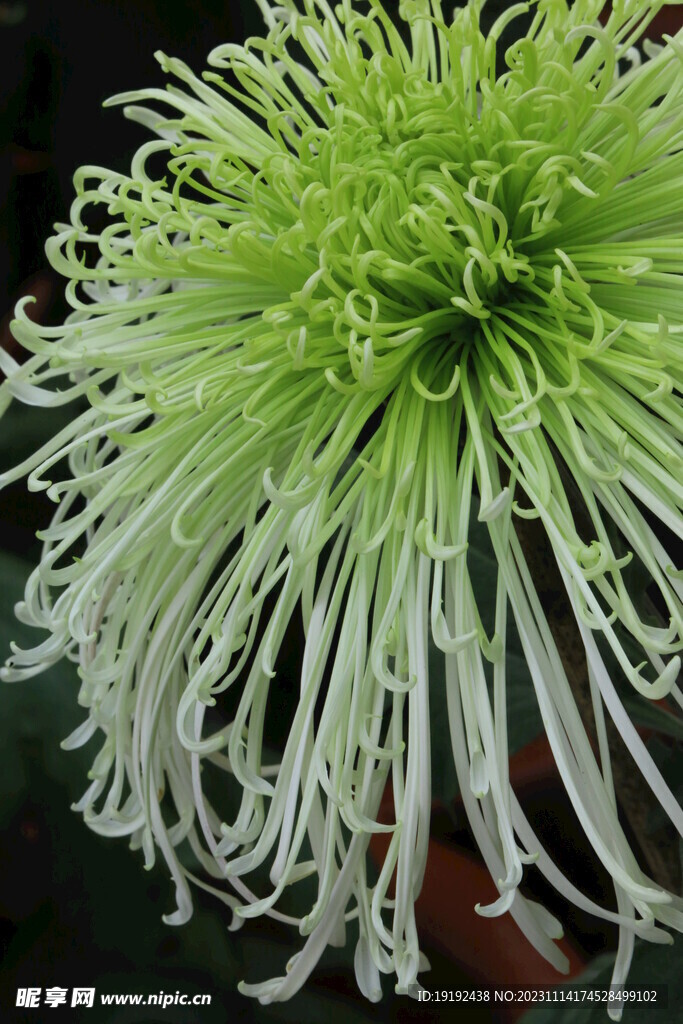 菊花 