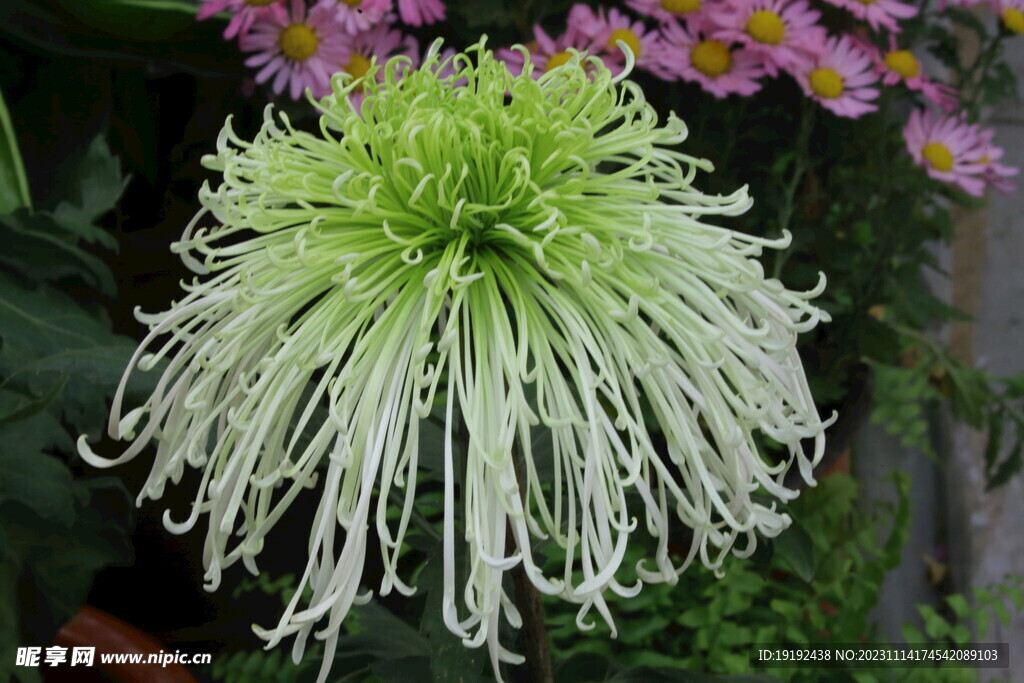 菊花