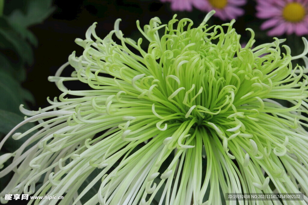 菊花
