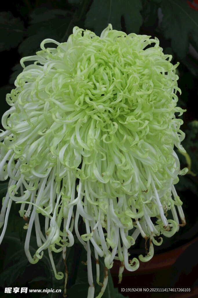 菊花 