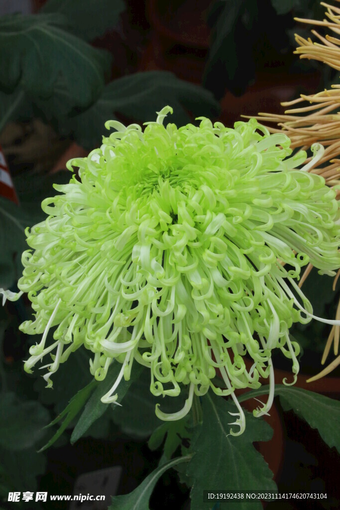 菊花 