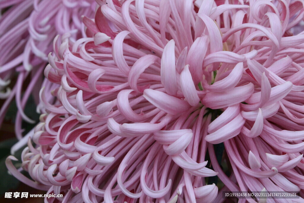 菊花 