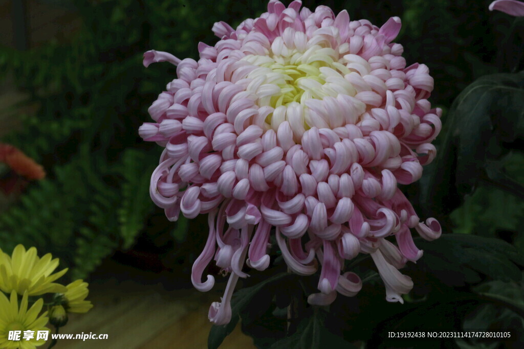 菊花