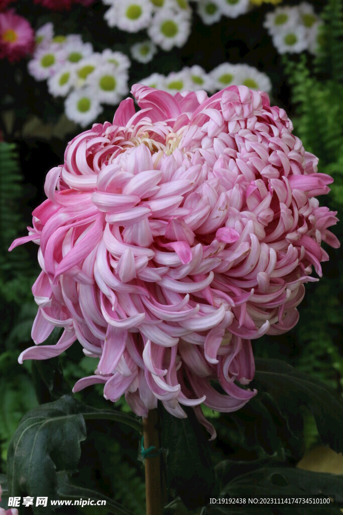 菊花 