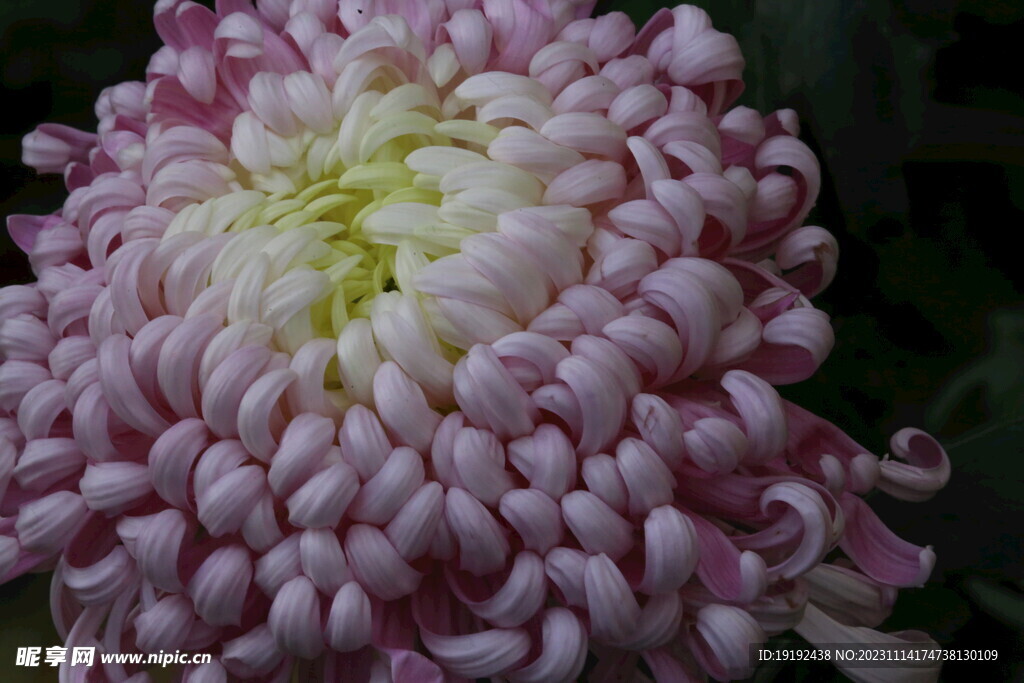 菊花