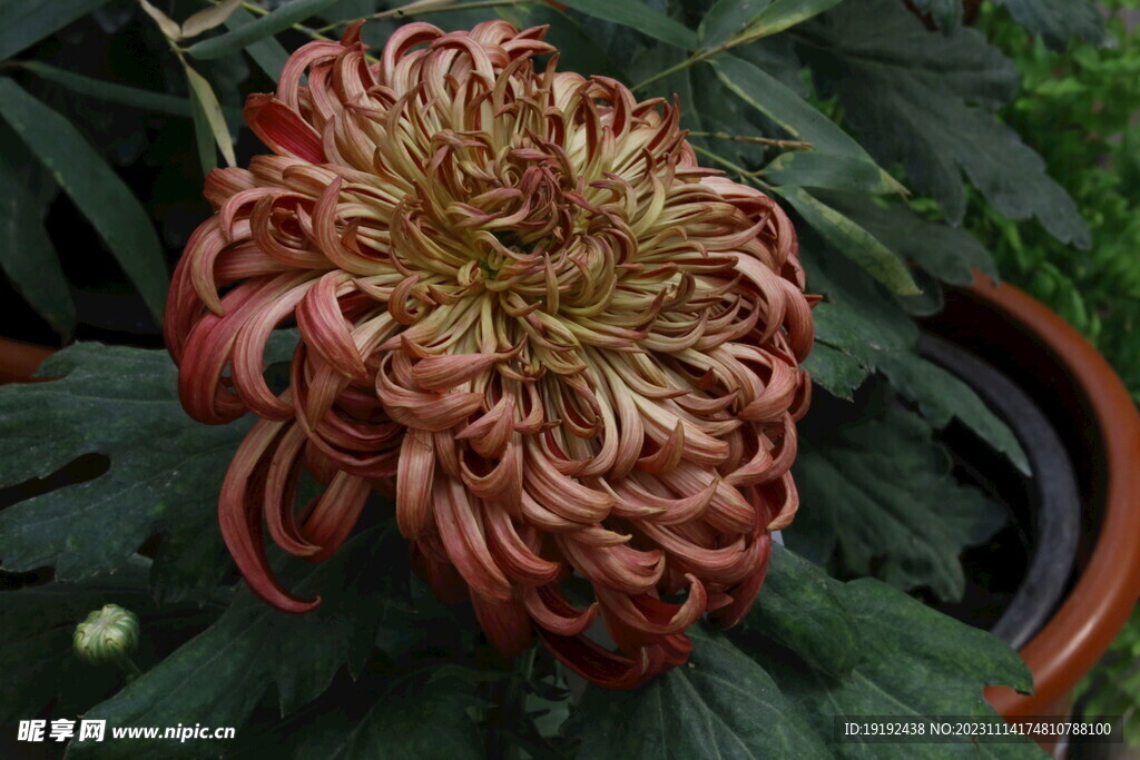 菊花