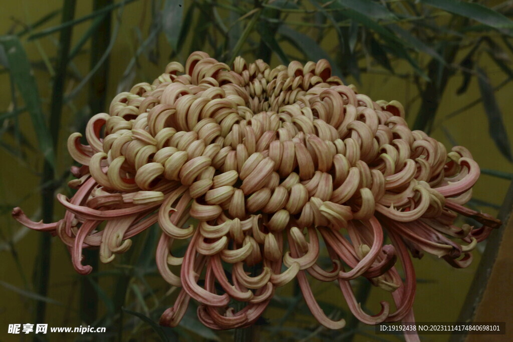 菊花