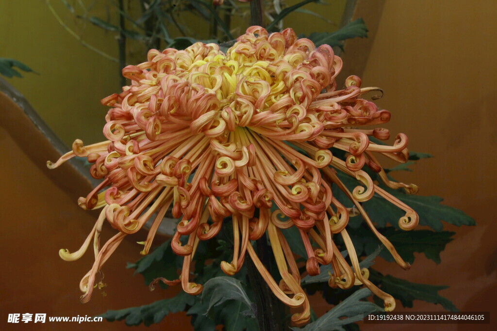 菊花 