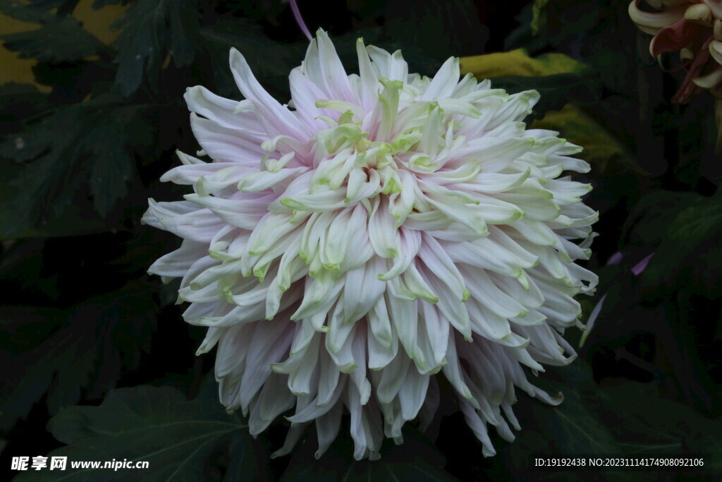 菊花