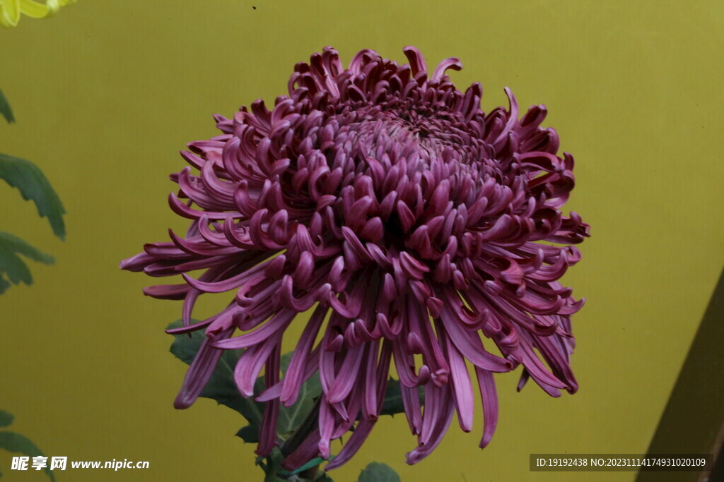 菊花