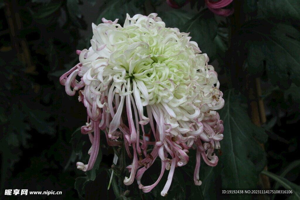 菊花 