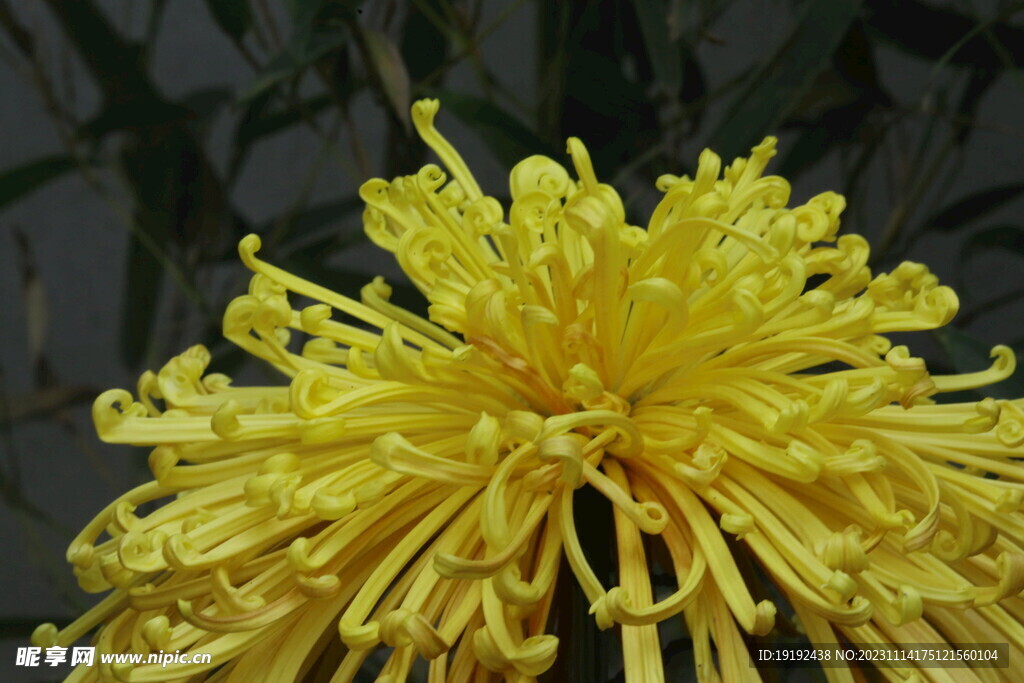 菊花